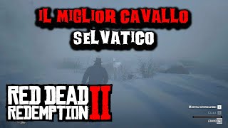 Dove trovare il cavallo migliore selvatico su Red Dead Redemption 2 [upl. by Lentha]