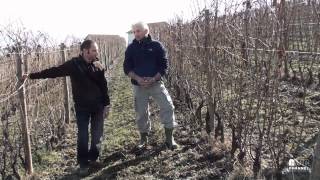 Live from the vineyard with Roberto Voerzio  puntata 1 [upl. by Cymbre93]