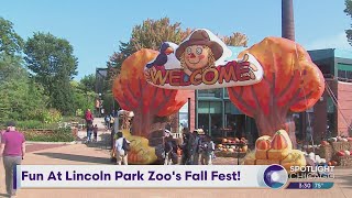 Fun At Lincoln Park Zoos Fall Fest [upl. by Thaddeus200]