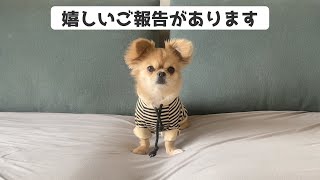 嬉しいご報告があります【うわうわ犬】 [upl. by Corbin]