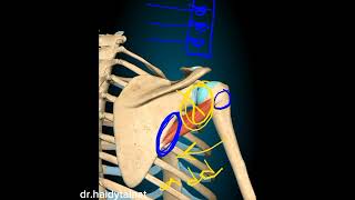 anatomy of upper limb  teres Minor ms [upl. by Harrell]