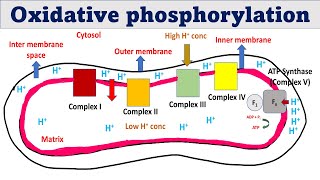 Oxidative phosphorylation  ATP synthesis in mitochondria [upl. by Kcirddec]