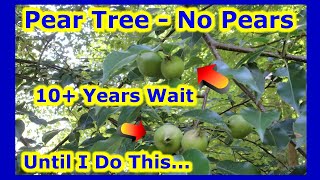 10 Years Old Pear Tree  NO PEARS  UNTIL I DO THIS  How To Force Fruit Production On Trees [upl. by Rednasyl205]