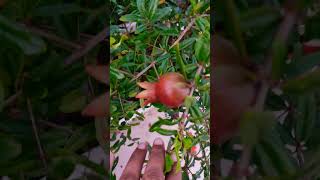 Pomegranate tree care sweet fruit [upl. by Adiaros350]