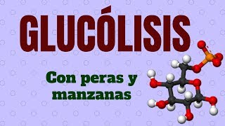 GLUCÓLISIS Explicado con peras y manzanas [upl. by Laughton156]