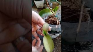 re planting baby orchids  almost die keiki orchid plantlover shorts [upl. by Seda981]