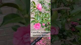 Camellia Sasanqua Alabama Beauty camellias gardening [upl. by Regina832]