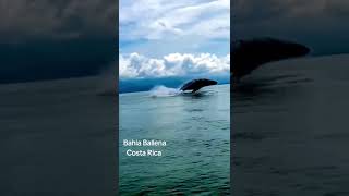 AVISTAMIENTO DE BALLENAS EN COSTA RICA [upl. by Chasse]