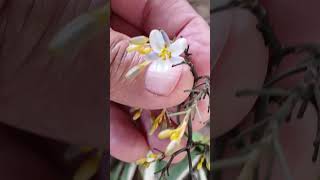 BarbadeSerpenteDianella ensifolia L DC Leitura na Descriçãoplantas [upl. by Gweneth462]