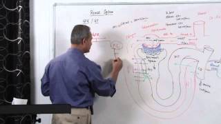 Renal System GFR Glomerular Filtration Rate 314 [upl. by Ilrahc]