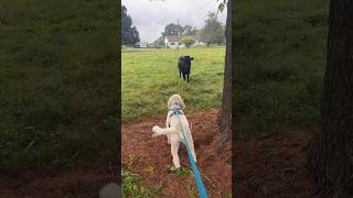 Miniature goldendoodle hilarious reaction to cows [upl. by Athenian]