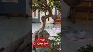 Ulmus Supermikro [upl. by Cudlip903]