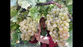 Tulin Berbergil  Evlerine Varamadım Geyve Türküsü [upl. by Nirrad899]