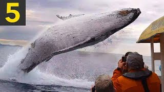 Top 5 AMAZING Whale Spotting Moments [upl. by Hallette]