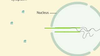 mRNA Processing [upl. by Zingg]