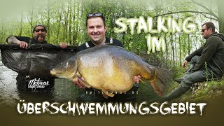 Stalking im Überschwemmungsgebiet Karpfenangeln mit Marco Bettin und Ben Felber am Baggersee [upl. by Hairahs969]