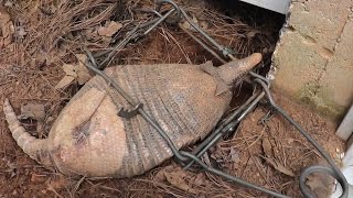 Trapping Armadillos with Conibears [upl. by Boris]