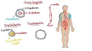 Diploblastic  Triploblastic  Coelom  coelomate  Phylums of Animal Kingdom Part 3 [upl. by Jacenta]