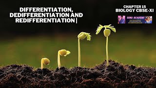 Differentiation Dedifferentiation and Redifferentiation  Chapter 15  Biology   CBSEXI [upl. by Glialentn]