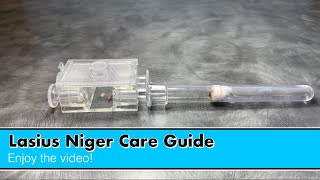 Lasius Niger care guide How to keep Lasius Niger ants as pets [upl. by Suoinuj186]