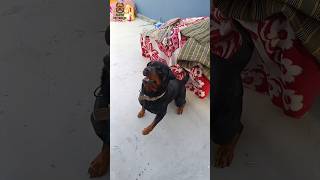 Rottweiler puppies 🦮 rottweiler daster shorts dog trending [upl. by Enorel828]