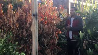 what kind of disease is this in my mango tree Verticillium Wilt or Die Back [upl. by Bubb]