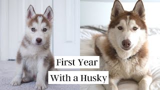 First Year with a Husky 8 weeks to 1 year [upl. by Dias]