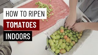 How To Ripen Green Tomatoes Indoors [upl. by Mok]