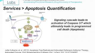 Altogen Labs Caspase 37 Assays for Apoptosis [upl. by Mosa]