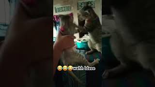 Aree yrr🤣🤣🤣🤣cuteanimal kitten cutepet shortvideo cute [upl. by Gonta]