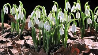 EARLY SPRING snowdrop flower time laps Sir David Attenboroughs opinion [upl. by Litton386]