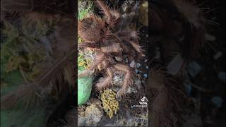 SCARILY BIG SPIDER 👻 Feeding Theraphosa apophysis  Pinkfoot goliath birdeater [upl. by Frasquito]