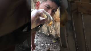 Compost en Muyuna Amazon Lodge [upl. by Hellah]