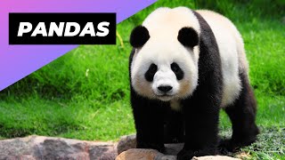 Pandas 🐼 The Sad Truth About Pandas [upl. by Healy]