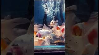 Goldfish variety  Fantail Goldfish  fish aquarium goldfish fishtank fishing petsvlog molly [upl. by Einnim]