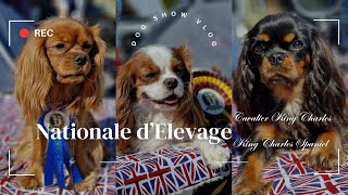 DOG SHOW  Nationale dElevage 2024  Cavalier King Charles [upl. by Navets432]