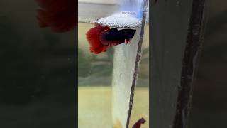 After releasing the female betta fish 🙀🥰 shorts bettafish breeding [upl. by Phelips900]