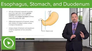 Foregut Development Esophagus amp Stomach – Embryology  Lecturio [upl. by Melba546]