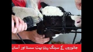 CALF DEHORNING WITH ELECTRIC DEHORNOR  PART 2  DRSAJID MEHMOOD [upl. by Annmaria]