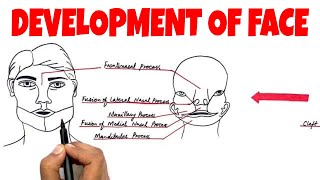 Development of the Human Face  Embryology [upl. by Tyre974]