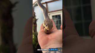 Serpiente alimentándose de huevos reptiles serpientes zoologia biologia [upl. by Dhu]