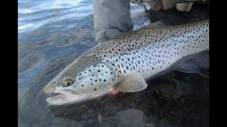 Flyfishing Iceland May 2016  Trout amp Char [upl. by Ahsinar]