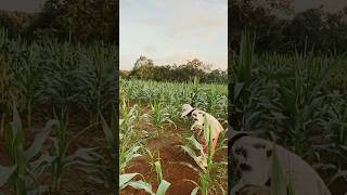 ASMR Corn Harvesting in Forest  Peaceful Forest Corn Sounds  Rural Life [upl. by Yddeg]