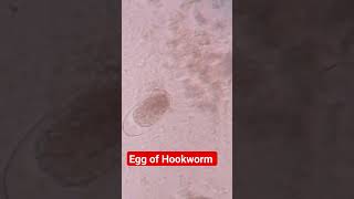 Egg of Hookworm in Stool Microscopy [upl. by Misti]