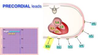 ECG Basics 310  Leads [upl. by Lombardy]