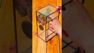 Tutorial build a layered orchid fittonia moss insect terrarium terrariums moss [upl. by Tloc]