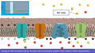 Detailed Animation on Action Potential [upl. by Atnauq333]