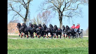 Anne Okkema drives 10 in hand Friesian horses [upl. by Zampino]