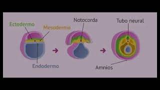 Organogénesis [upl. by Fawnia]