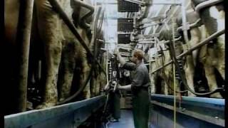 Family Farm Parlors  DeLaval Automated Milking Solutions  DeLaval [upl. by Ycak]